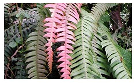 Pcs - 10x Blechnum Fragile Fougère Fiederblätter Jardin Plantes - Graines B1937 - Seeds & Plants Shop by Ipsa