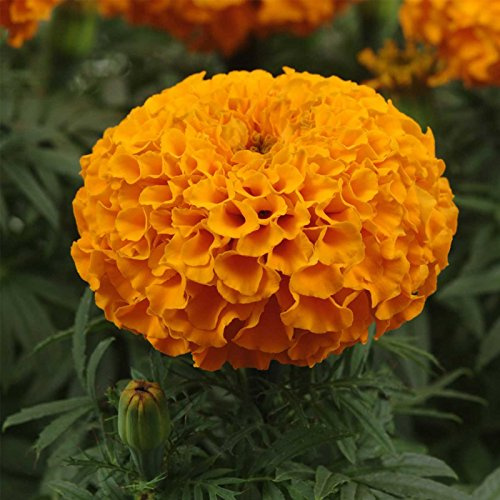 Marigold Seeds - Taishan Series - Orange - 25 Seed Packet - Tagetes erecta - Non-GMO, Open Pollinated - Flower Gardening