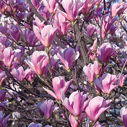 Magnolia giapponese Magnolia soulangeana in vaso Ø18 h 100/150 cm, pianta ornamentale pronta all’impianto, fioritura primaverile. Vivaio di Castelletto