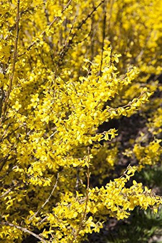Forsythia x intermedia 'Week-End' 60-80 cm – Winterhart, Mehrjährig, Pflegeleicht – Forsythie – Heckenpflanze für Garten & Sichtschutz