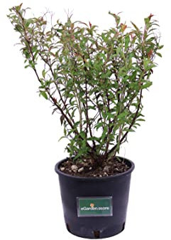 Pianta vera di Spiraea o Spirea diverse varietà cespuglio ornamentale da esterno venduta da eGarden.store (Japonica Genpei)