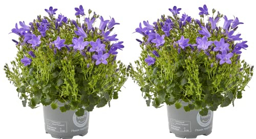 Flores de Campanula | Set 2 Plantas | Plantas Vivas con Flores de Color Azul