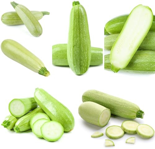 zucchini samen bio dekopflanzen balkon pflanze bonsai samen gartenpflanzen garten pflanzen gemüsesamen zucchinisamen indoor kräutergarten, pflanzen samen wintergemüse samen hochbeete 80pcs