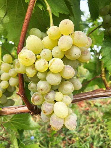 Verdelet | robuste & winterharte Tafeltraubenrebe | Frühe Reife & kräftiger Wuchs | Ideal für Garten & Balkon | 3-jährige getopfte Weinrebe