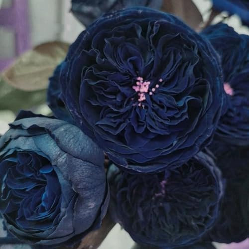 Hybridrose - Rose pflanzen knollen winterhart - Seltene Rosenpflanze - Strauchrosen, Duftrosen - Edelrosen in vielen Sorten und Farben-1Pflanze-H