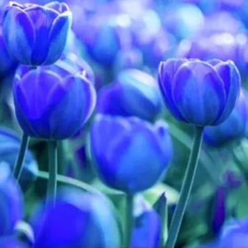 Tulipano Bulbi - Robusti, Naturali, Freschi, Compatti, Vitali-10 Bulbi
