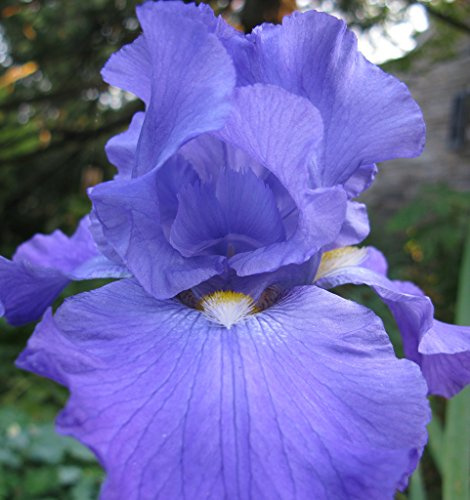 Feedback Blue BEARDED REBLOOMING IRIS (1) Rhizome/Bulb/Root Ready for Planting Now