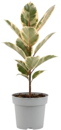 Planta Natural Ficus Elastica Tineke DECOALIVE Gomero Variegata Para Decoración Interior Maceta 14 cm Altura 40 cm