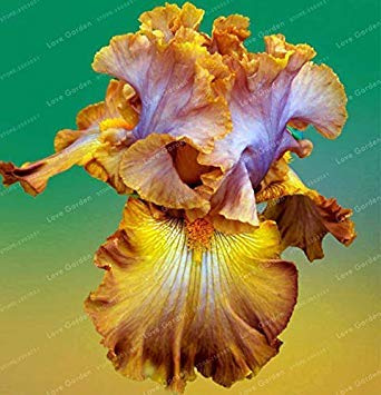 . 20 PCS Iris Fiore 24 Colori rari Iris tectorum perenne pianta Fiore per Il Giardino Domestico: 18
