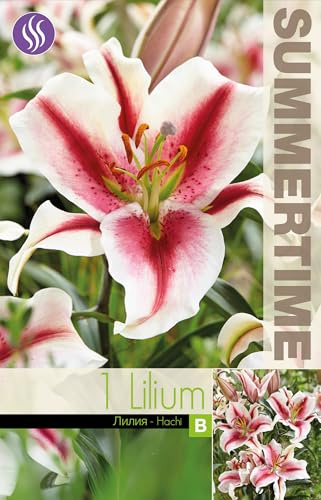 AGRONOM | LIRIOS - HACHI | Bulbos de flores perennes | Flores multicolores | Cultivadas en jardines de flores, macetas y céspedes floridos | 1 bulbo