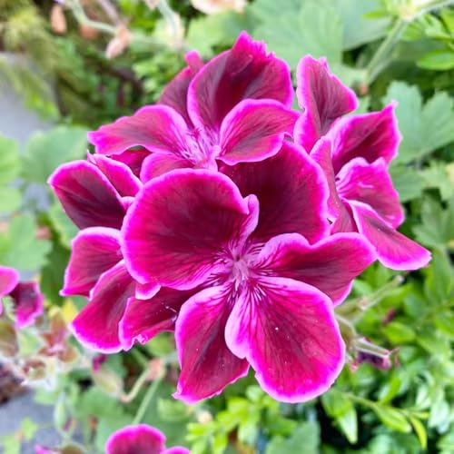 semillas de geranio, semillas de como recuerdo fiesta regalos para jardineros invernaderos balcón para lugares soleados decoración sala estar resistentes 600pcs