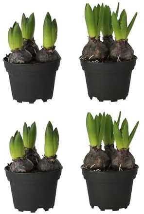 Bulbos de Jacinto - Pack 4 Flores - Hyacinthus - Plantas de Jardín - Hyacinthus Orientalis