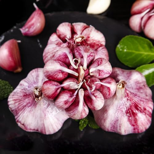 500 pcs knoblauch samen winterhart, pflanzknoblauch knoblauchsamen, gemüsepflanzen nachhaltige geschenke winterknoblauch steckknoblauch pflanze topfpflanzen draußen winterhart wintergemüse