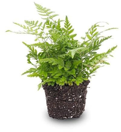 Helecho - Athyrium spicatum - Planta de terrario - Tamaño de maceta 6