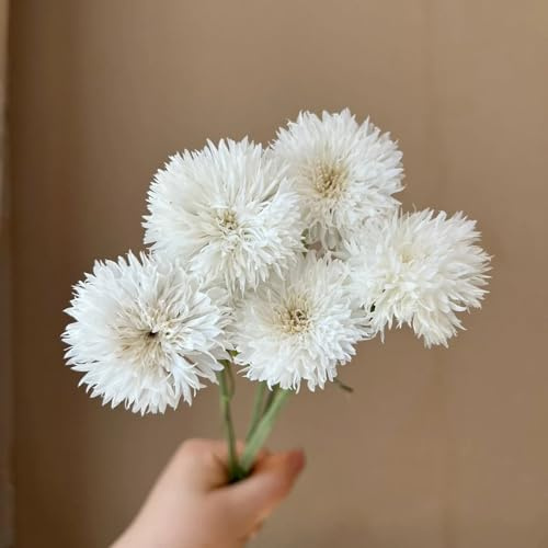 semillas de aciano silvestre - perennes resistentes decoración rara jardín orgánicas 420pcs