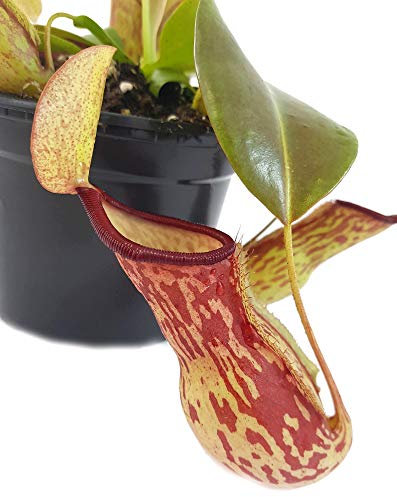 Fangblatt - Nepenthes 'Gaya' (khasiana x (ventricosa x maxima)) - eindrucksvolle Kannenpflanze - faszinierende fleischfressende Pflanze - Karnivore (L - Rundtopf)
