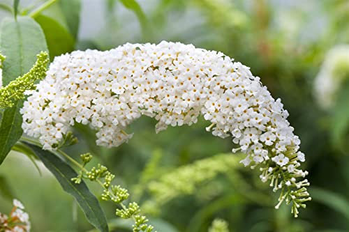 Buddleja 'White Bouquet' 60-100 cm - Schmetterlingsflieder, weiße Blüten, Blütezeit Juli-September, Schmetterlingsmagnet, pflegeleicht und winterhart