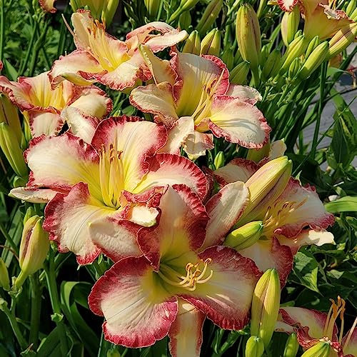 50 Samen Taglilien Winterhart Mehrjährig - Hemerocallis fulva - Wildblumensamen Mehrjährig Winterhart, Stauden Winterhart Mehrjährig Wildblumen, Winterharte Stauden Blumen Samen Mehrjährige,
