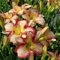 50 Samen Taglilien Winterhart Mehrjährig - Hemerocallis fulva - Wildblumensamen Mehrjährig Winterhart, Stauden Winterhart Mehrjährig Wildblumen, Winterharte Stauden Blumen Samen Mehrjährige,