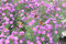Aster novae-angliae 'Purple Dome' ca. 11x11 cm Topf - Herbstaster, violette Blüten, Blütezeit September-Oktober, ideal für Rabatten, bienenfreundlich, pflegeleicht