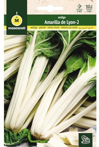 Mascarell Semillas, ACELGA, Semillas Huerto, ACELGA AMARILLA DE LYON 2, Crea tu Propio Huerto Urbano y Cultivo en Casa, Plantas Hortícolas, 10 Gramos