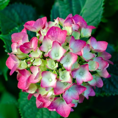 100 pcs hortensien samen winterhart-schneeballhortensie， winterharte kübelpflanzen blumenwiese samen gewächshaus balkon bonsai samen pflanzen wand hochbeet samen winterharte pflanzen