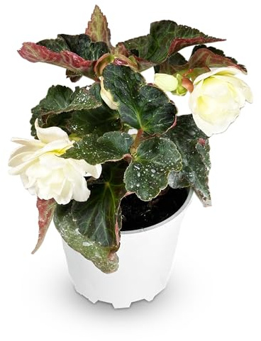 Begonia Planta Natural en Maceta de 14cm – Flor Blanca – Planta Viva de Exterior e Interior Ideal para Terraza, Balcón o Jardín