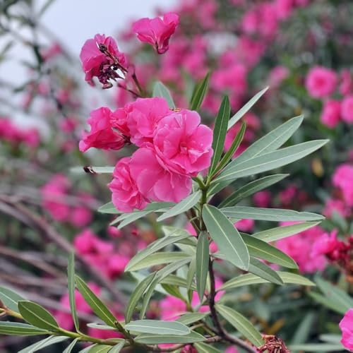 oleander winterhart - samen indoor garten blumensamen Oleander pflanzensamen sommerblumen samen topf pflanze bäume sträucher winterhart saatgut zierbaum winterhart stauden blumensaat 10pcs