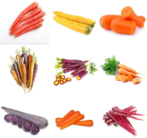 semi di carota balcone - letto rialzato biologici per giardino da esterno resistenti 220pcs