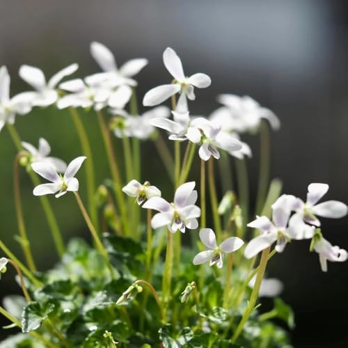 duftveilchensamen - zierblumen für sonnige plätze duftveilchen 300pcs