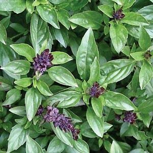 BASILICO ALL'AROMA DI CANNELLA NR.50 SEMI