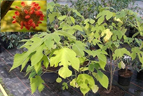 Broussonetia papyrifera - Papiermaulbeerbaum - Laubbaum - 30-40