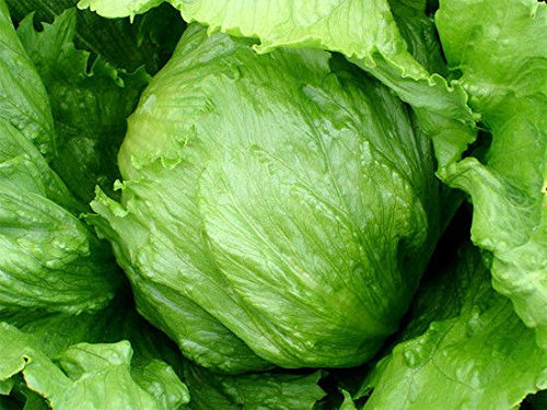 Portal Cool Testa semi di lattuga, Sommerzeit, lattuga Iceberg semi, Erbstück Lattuga, 100CT