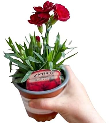 Dianthus Caryophyllus - Clavel Natural en Maceta, Planta Aromática y Decorativa para Hogar y Terraza