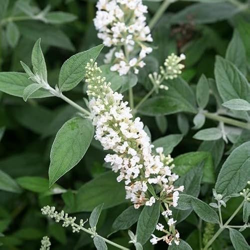 Pianta vera di Buddleja davidii White Chip - Diametro Vaso Ø 24 cm