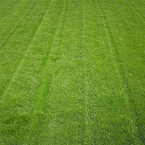 100 x Gazon Semi Alto Festuca Semences d'herbe verte Festuca Arundinacea Prato Campo: Graines
