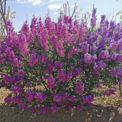 lilla - Syringa vulgaris di semi da balcone semi resistenti balcone giardino parterre 700pcs