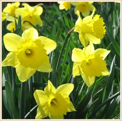 Narzissenzwiebel Winterhart MehrjäHrig-Narzissen Knollen Narzissen Zwiebeln Winterhart Narzissenzwiebel,Schöner Staudengarten Zierpflanzen pflanzen-4zwiebeln-c