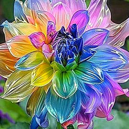 Dahlien Knollen zwiebeln,blumenzwiebeln mehrjährig winterhart,Ausgezeichnete Verzierung,Dekorative blumen,dahlien zwiebeln winterhart mix.-2 zwiebeln-A