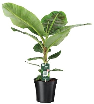 Planta Bananera 80-90cm de Altura Planta Viva Platanera