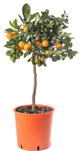 Assorted Indoor Citrus Trees Collection Lemon, Lime, Orange, Grapefruit, Kumquat (Orange Tree (2-3ft))