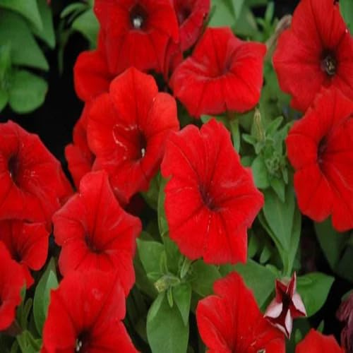 100 semi di petunia rossi