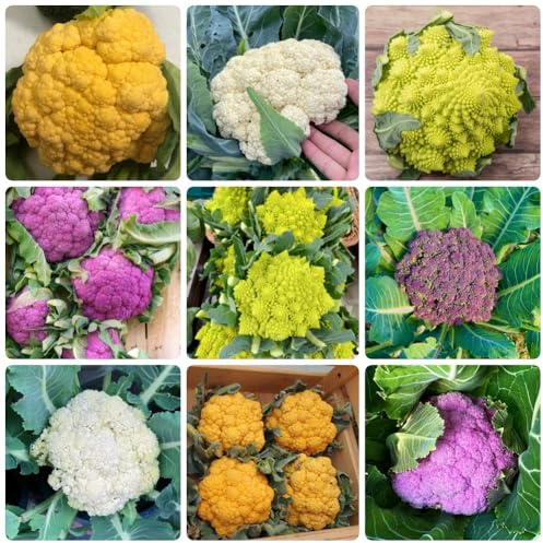 Semi di cavolfiore, semi di invernali acquistare di cavolfiore semi di resistenti per il giardino biologici 500pcs