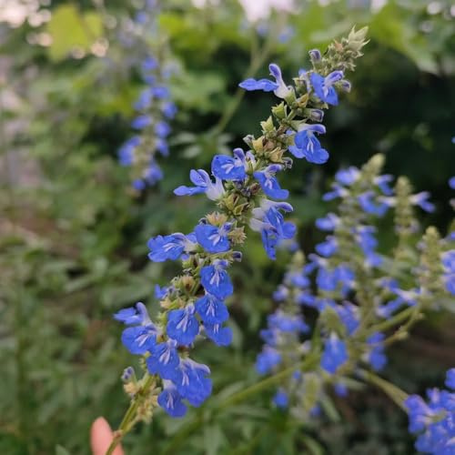 semillas de salvia organicas, trepadora, perennes resistentes, extremadamente. para jardín, 600pcs