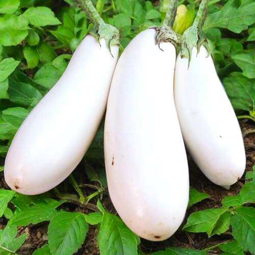 TomorrowSeeds - Casper White Eggplant Seeds - 200+ Count & 1000+ Black Beauty Eggplant - For 2026 Planting White Aubergine Brinjal Melongene Guinea Heirloom Ghost Blanch Indian Albino Squash Vegetable