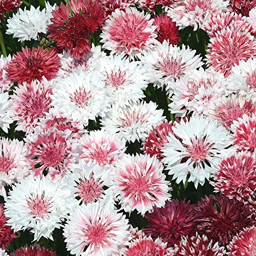 50 Centaurea Cyanus Classic Romantic Seeds - Cornflower Corn Flower - 50 Seeds