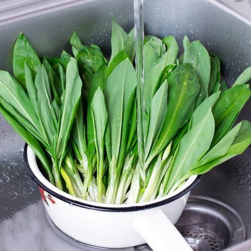 semillas de ajo silvestre perenne resistente, jardín que cubren el suelo, orgánicas, jardín, orgánicas, 80pcs