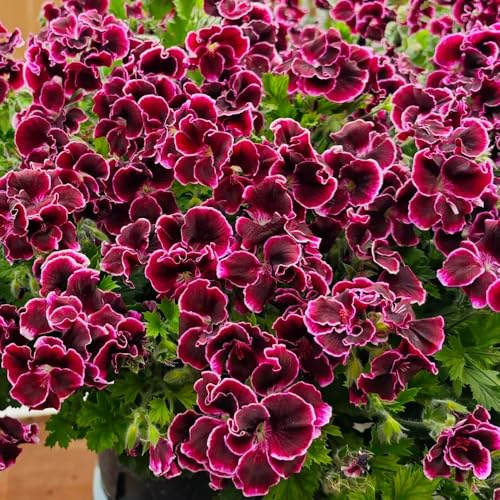 Geraniensamen hängend, indoor gewächshaus balkon bio outdoor pflanzensamen gartendeko für draußen balkongewächshäuser schnittblumen balkonblumen blumensamen dekoration blumenstauden 40pcs
