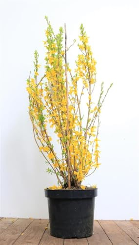 Forsythia x intermedia 'Lynwood' 60–80 cm – Winterhart, Mehrjährig, Pflegeleicht – Goldglöckchen – Heckenpflanze für Garten & Sichtschutz