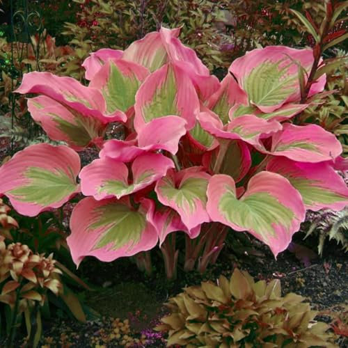 Hosta Planta Rizoma De Hosta, Novato, JardíN, Bulbo Di Hosta, Hojas Grandes Tolerantes Al FríO-Tolerantes A La Sombra-Exteriores, Hosta Pianta, Calas Gigantes Bulbos De Calas,-8bulbos-A